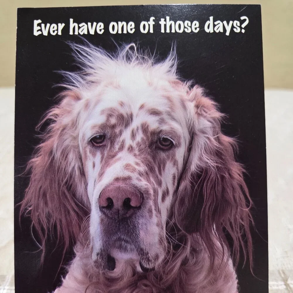 Vintage 1970s Spaniel Dog EVER HAVE ONE OF THOSE DAYS? Cute Postcard Unused